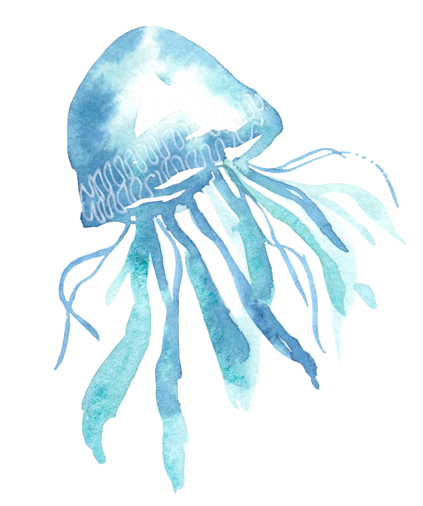 jellyfish2